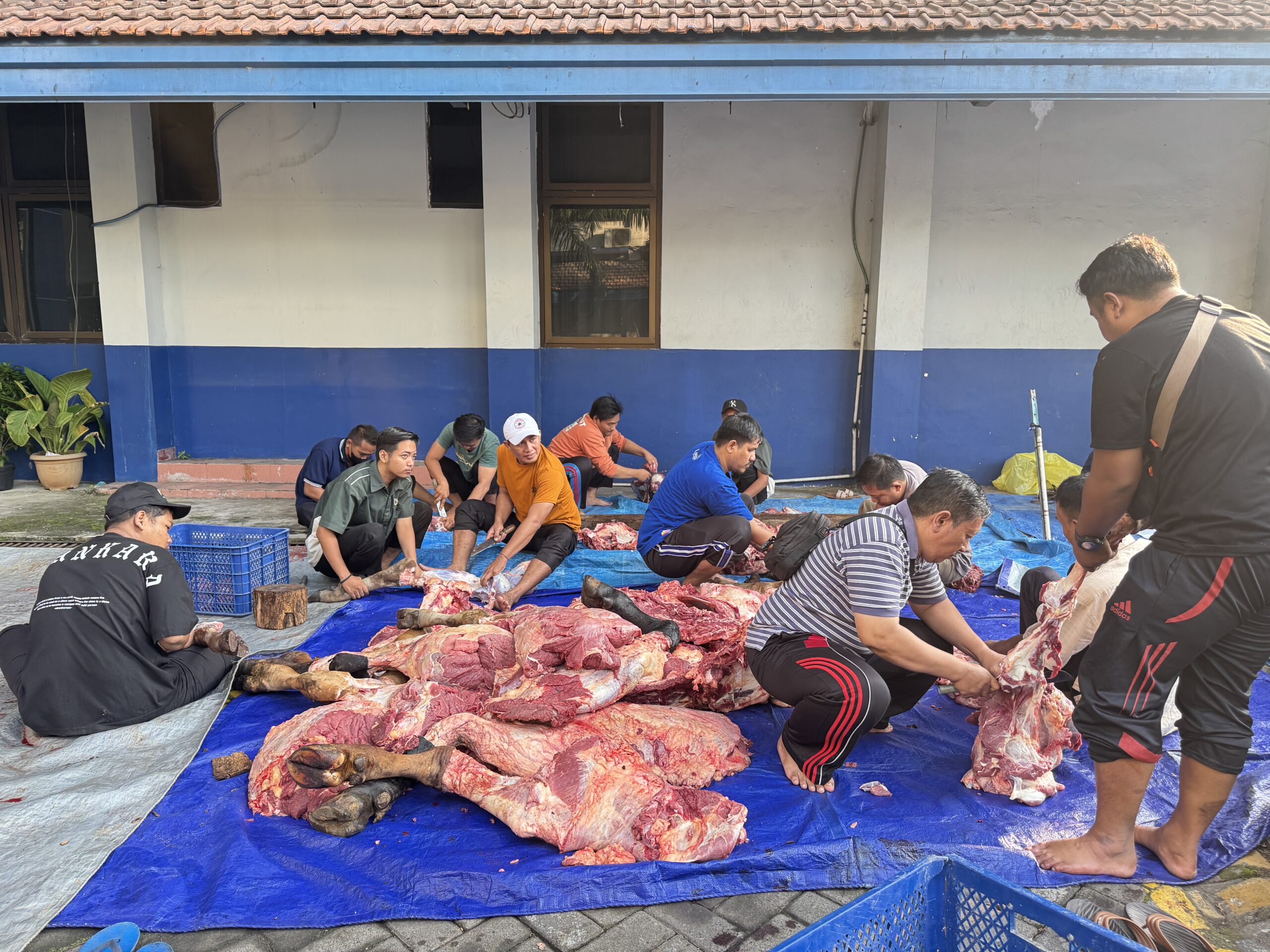 Salurkan Hewan Kurban Iduladha 1447H, Umsida Pastikan Penyembelihan Sesuai Standar Halal